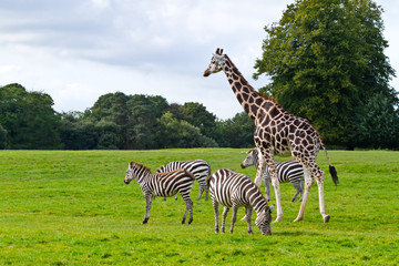 Naklejka premium Zebras and giraffe in the wildlife park