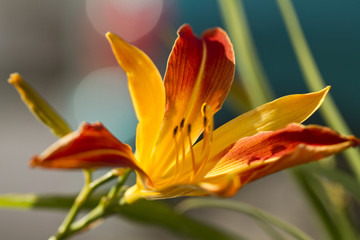Daylily 'Frans Hals' (Hemerocallis hybrida) © Mauro Rodrigues