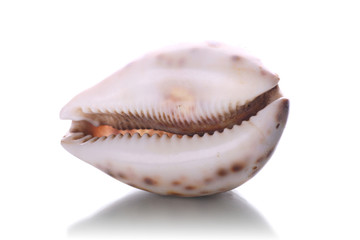 sea shell