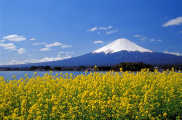 Fototapeta premium 河口湖の菜の花富士