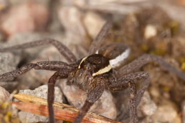Raft spider, dolomedes fimbriatus om ground, extreme close-up