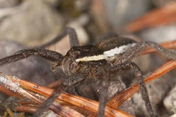 Raft spider, dolomedes fimbriatus om ground, extreme close-up