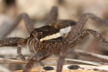 Raft spider, dolomedes fimbriatus om ground, extreme close-up