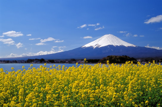 河口湖の菜の花富士