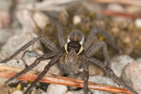 Raft spider, dolomedes fimbriatus om ground, extreme close-up