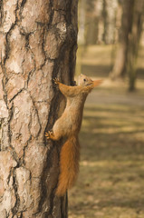 Sciurus vulgaris