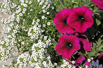 Sommerblumen_5498