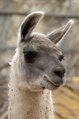TIERE_0661_Lama © Stephan von Mikusch