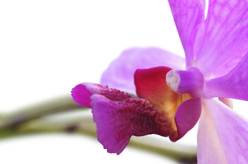 Orchid isolated on a white background