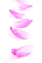 petals from tulip