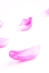 pink petals