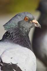 city pigeon