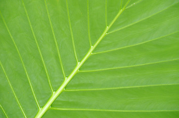 leaf texture