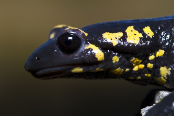 fire salamander