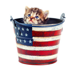Kitten in the bucket