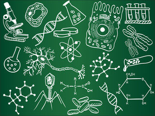 Biology sketches on school board