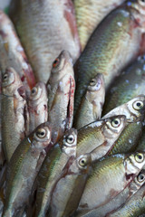 Poisson, animal, pêche, pêcheur, aliment, friture, poissonnier