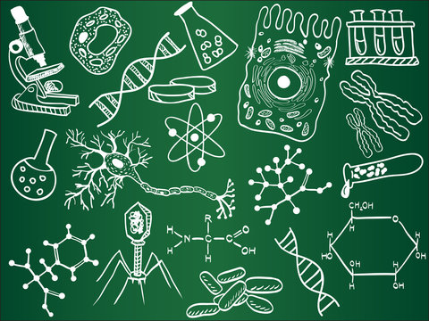 Biology sketches on school board