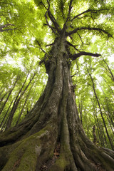 Obraz premium pionowe zdjęcie starego drzewa w zielonym lesie