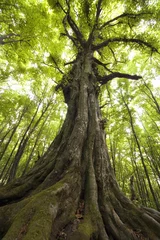 Foto op Plexiglas verticale foto van een oude boom in een groen bos © andreiuc88