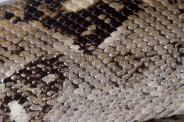 boa constrictor skin