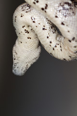 boa constrictor head