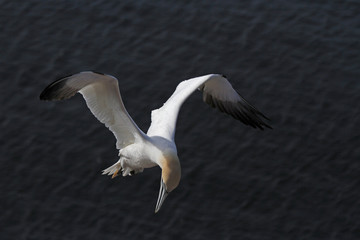 Basstölpel im Flug