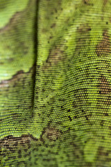 Fototapeta premium iguana lizard skin texture