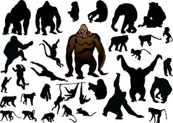 set of isolated different monkeys