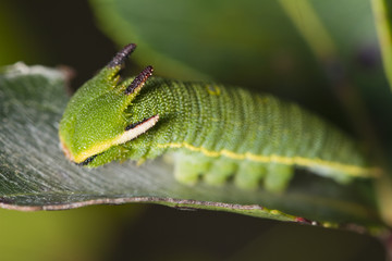 Foxy Emperor (Charaxes jasius)