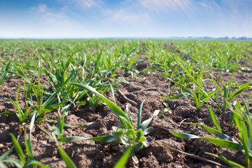 Corn field close up