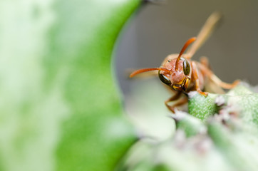 wasp and Cactus  macro in green nature or in garden