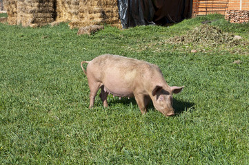 Pig grazing in field