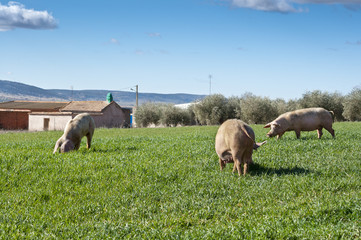 Obraz na płótnie Canvas Trzy świnie wypas w polu