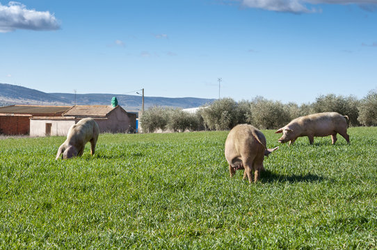 Three Pigs Grazing In A Field