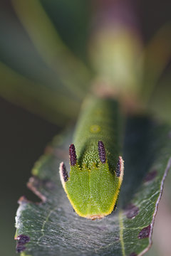 Foxy Emperor (Charaxes Jasius)