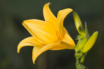 yellow daylily flower