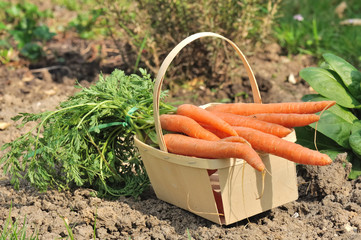 carottes potagères
