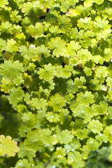 forest ground plants