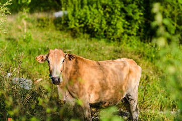 Brown cow on a farmland