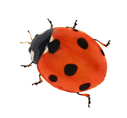 red seven ponts ladybird
