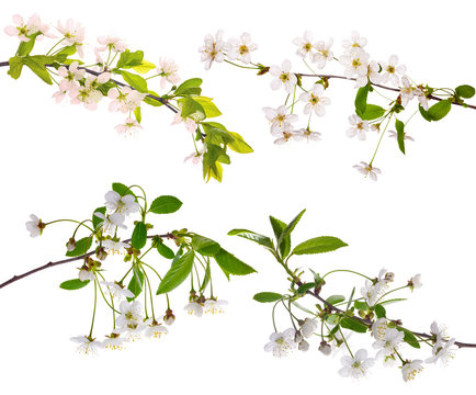 four isolated cherry floral branches
