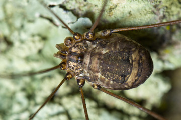 harvestmen