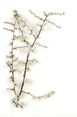 Planche botanique / Prunellier