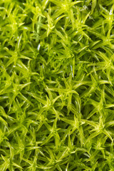 moss plants