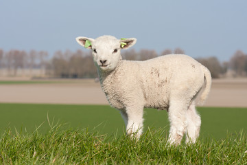 Cute lamb in spring, The Netherlands