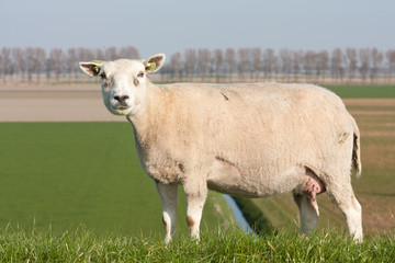 Sheep in the Dutch pasture of Flevoland