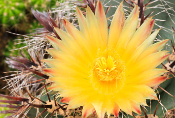 Cactus flower