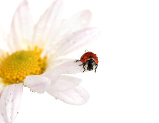 Ladybud sitting on chamomile flower isolated on white