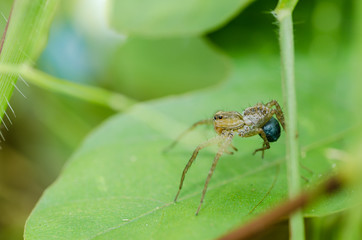 spider macro in nature